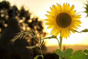 ideeën afscheid in de zomer
