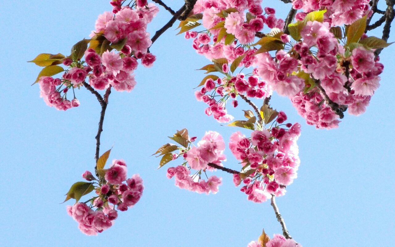 budget overlijdensrisicoverzekeringen